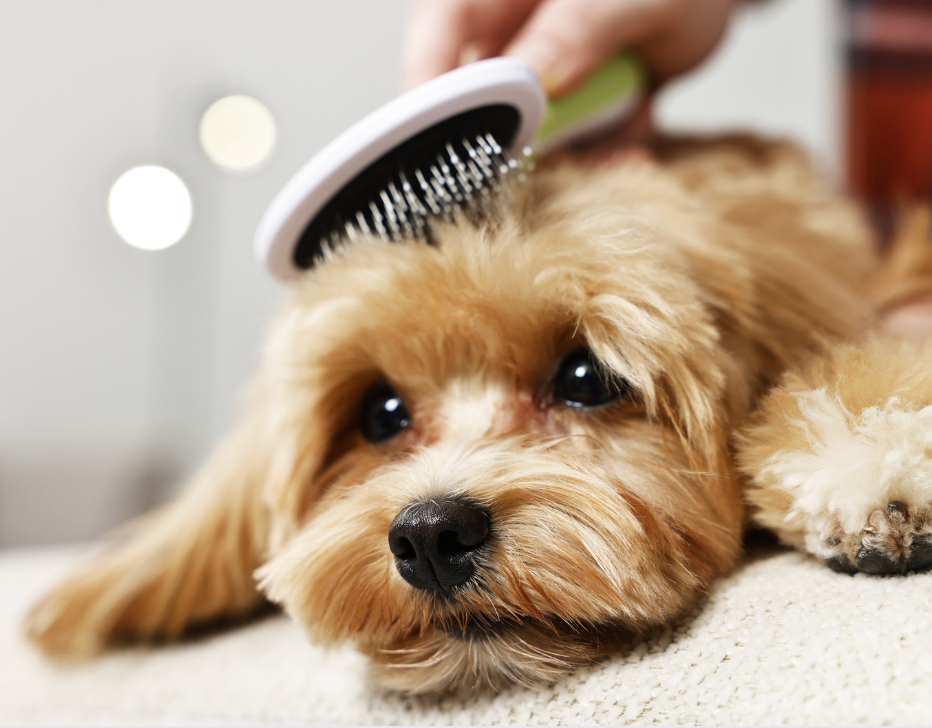 Pet Grooming