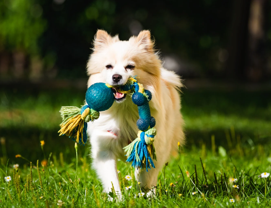 Pet Toys