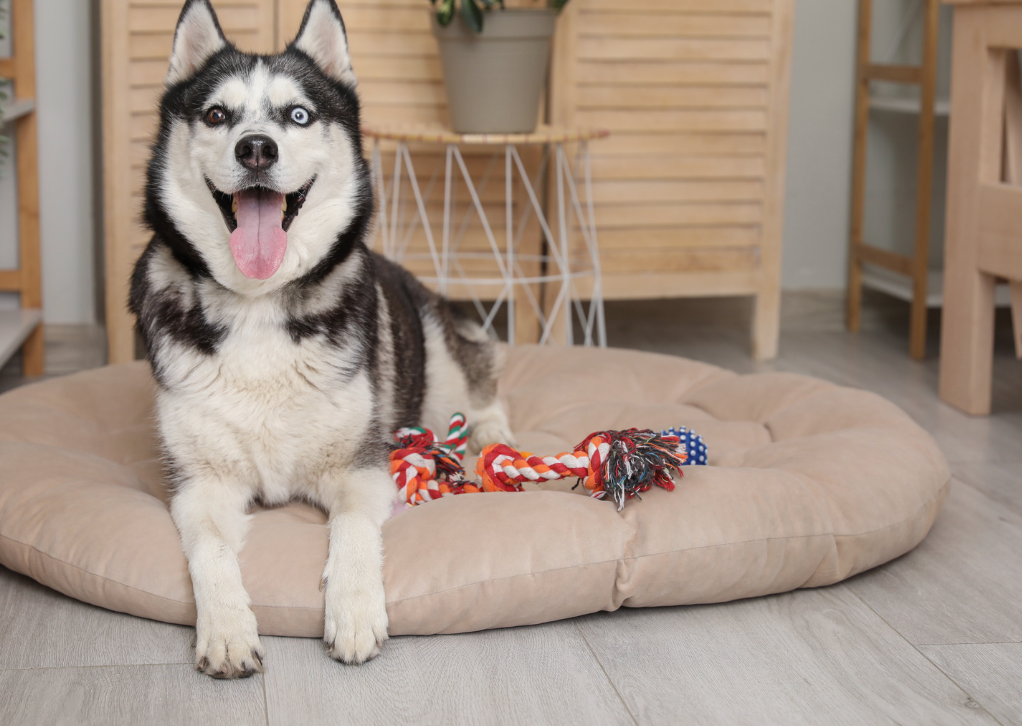Pet Beds